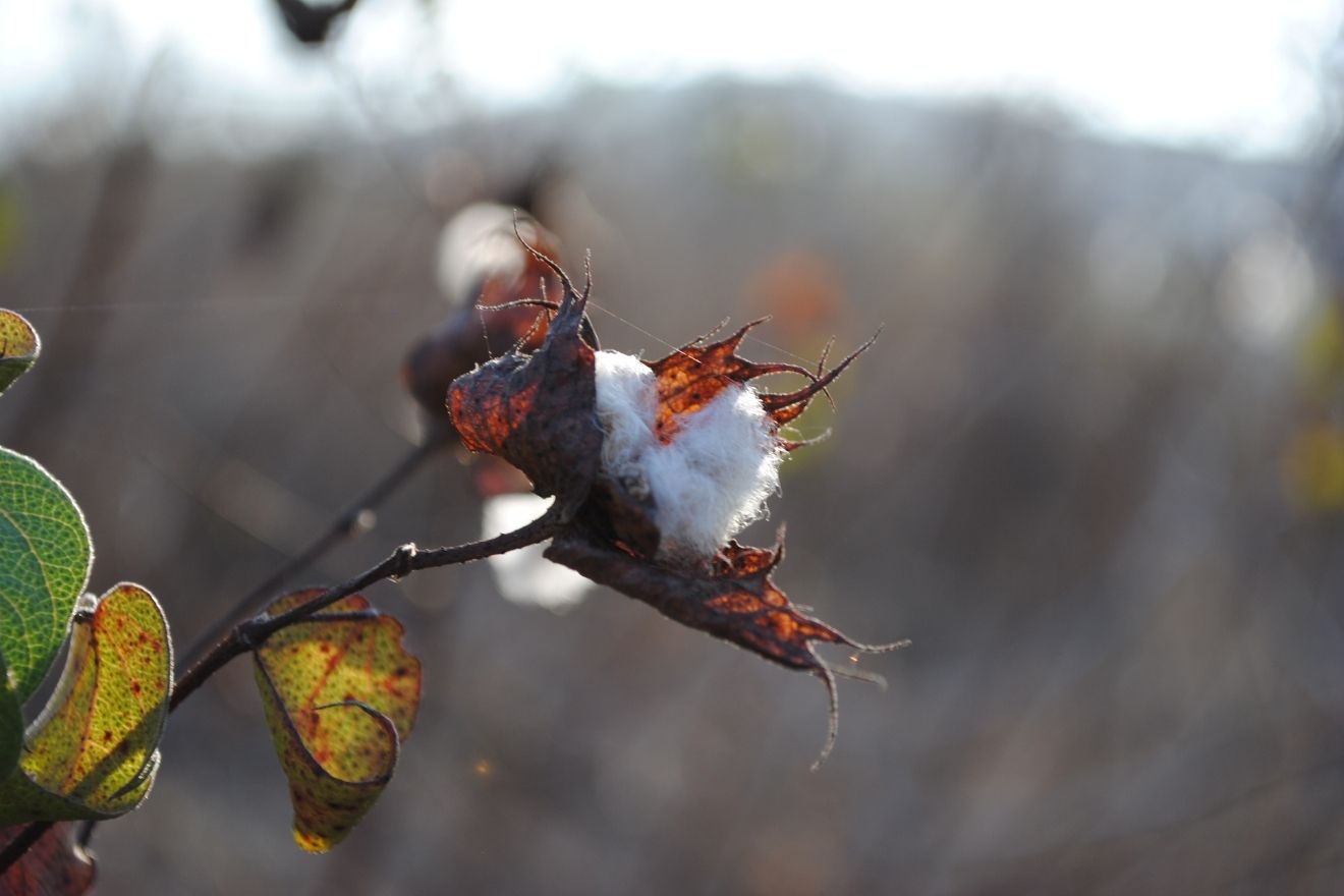Finally, there are cotton plants in the archipelago, and the yellow flower from the plant is the largest of any endemic or native plant in the Galápagos.
